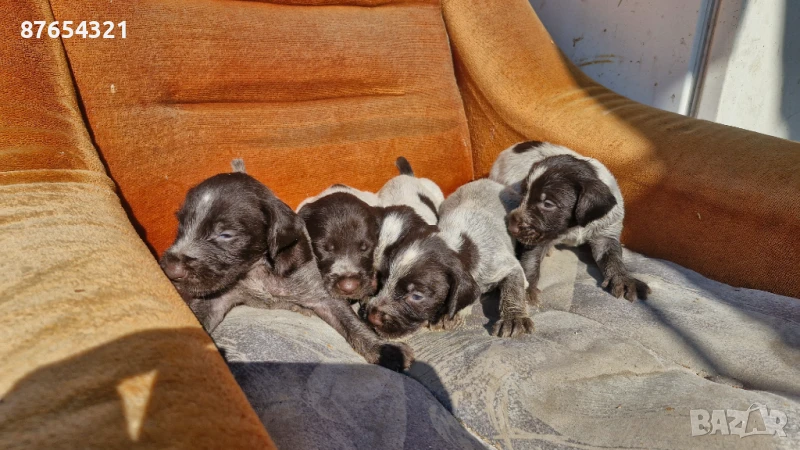 Дратхари, снимка 1