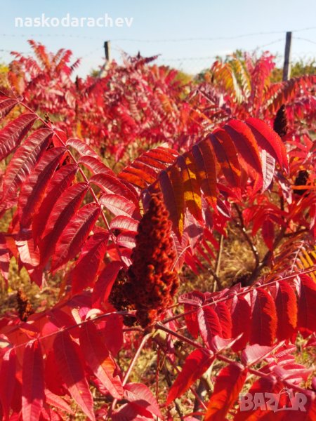 Фиданки, разсад, дръвчета Рустифина - влакнест шмак , снимка 1