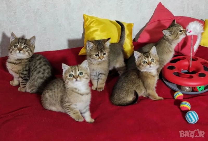 Британско коте, момиче, момче, маркирано, агути, таби, котка, котарак, котенце британче, снимка 1