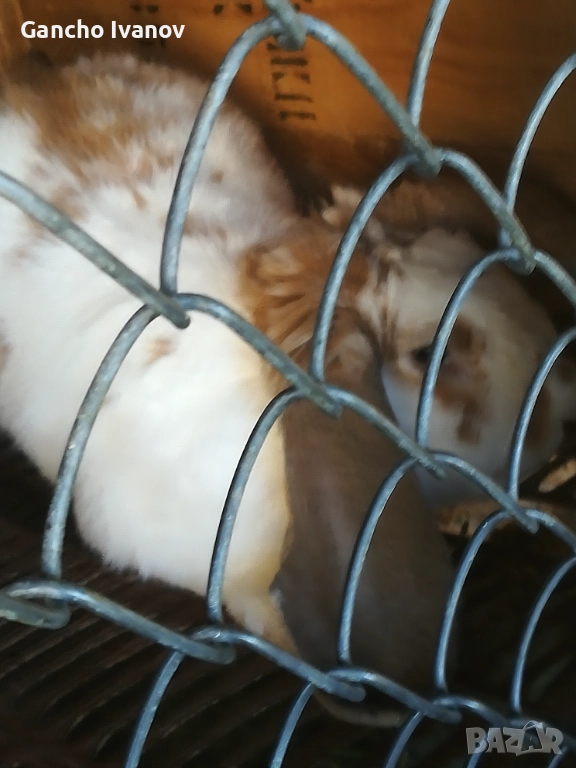 Продавам зайци... , снимка 1