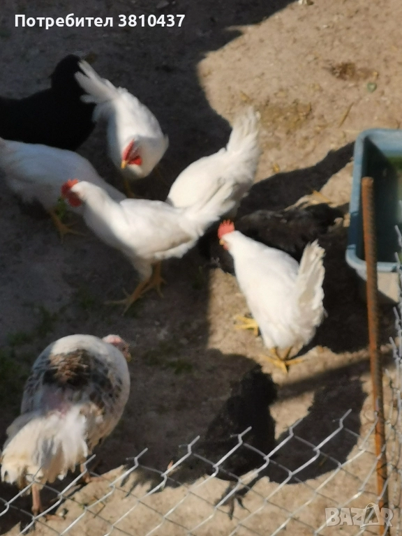 продавам ярки , снимка 1