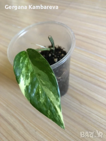 Epipremnum pinnatum Albo Variegata , снимка 1