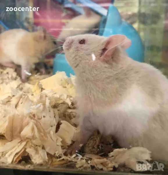 Хамстери, снимка 1