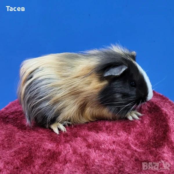 Морски свинчета, снимка 1