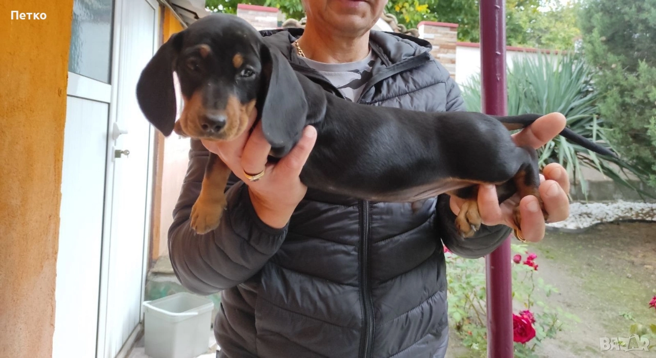 Дакел, снимка 1