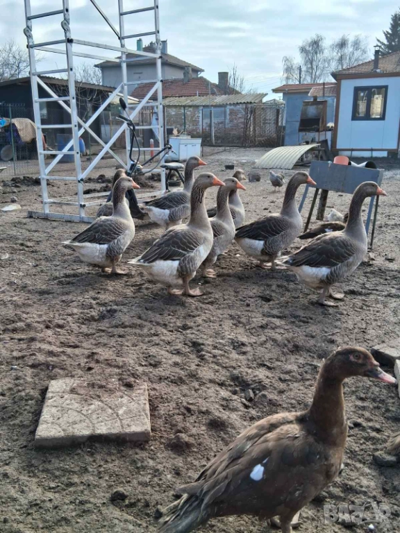 Продавам  гъски и патици, снимка 1