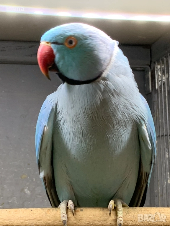 Папагал Александър, снимка 1