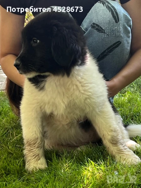 Продавам малки кученца., снимка 1