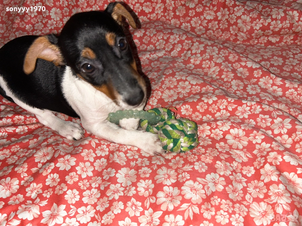 ДЖАК РЪСЕЛ-ЖЕНСКО КОЛЕДНО КУТРЕ 0312251722, снимка 1