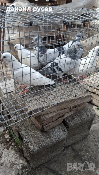 Английски типлери, снимка 1