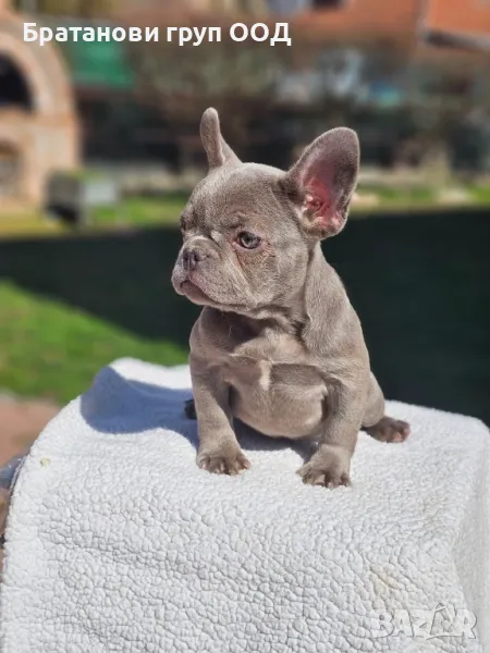Френски булдог , снимка 1
