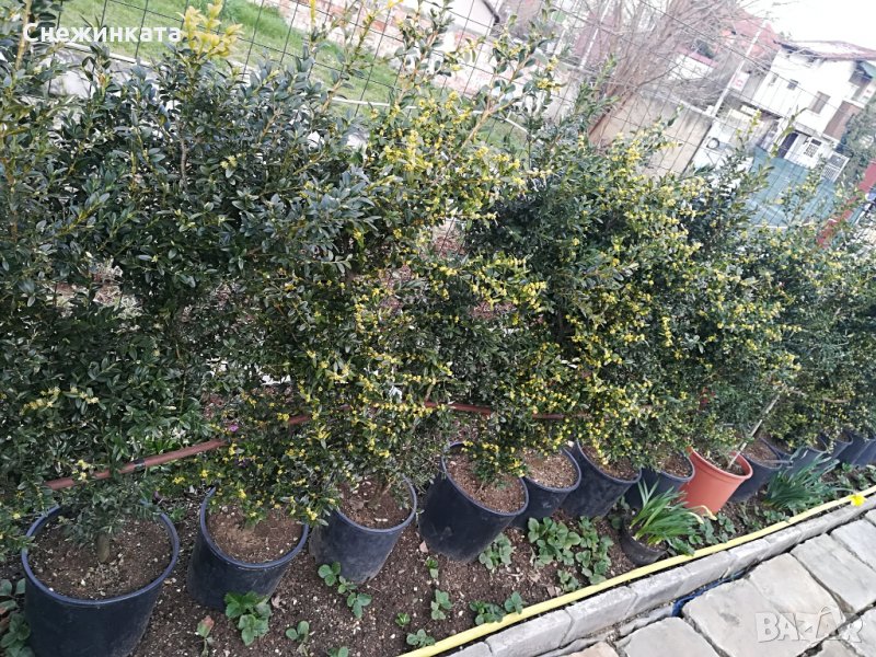 Чемшири за красиви градини, снимка 1