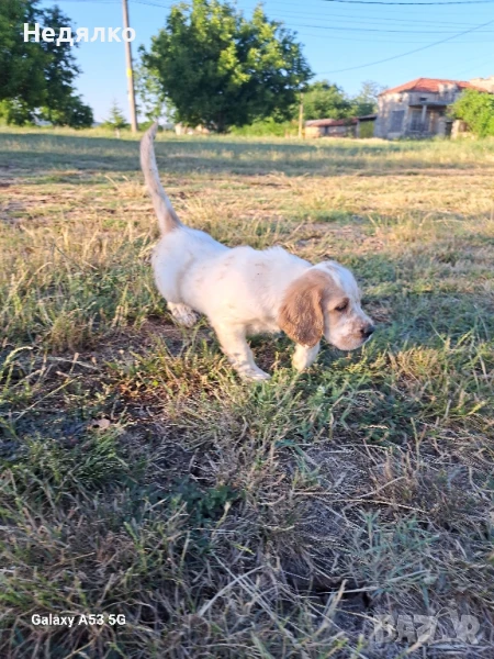 Английски сетерчета , снимка 1