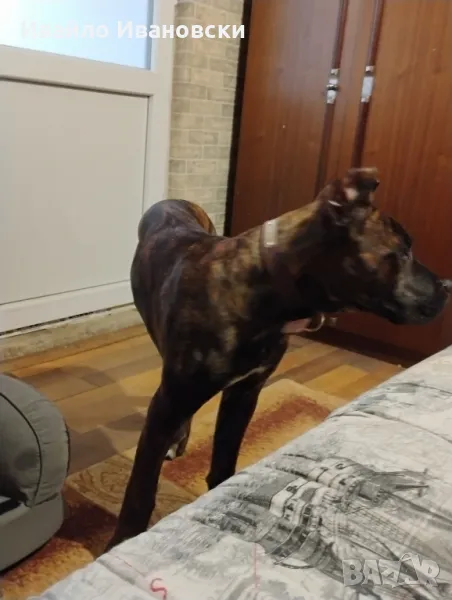 Кане Корсо с родословие,мъжки на 6 месеца с всички ваксини и чип! , снимка 1