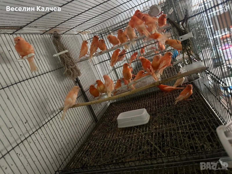 Японски амадини и Канарчета, снимка 1