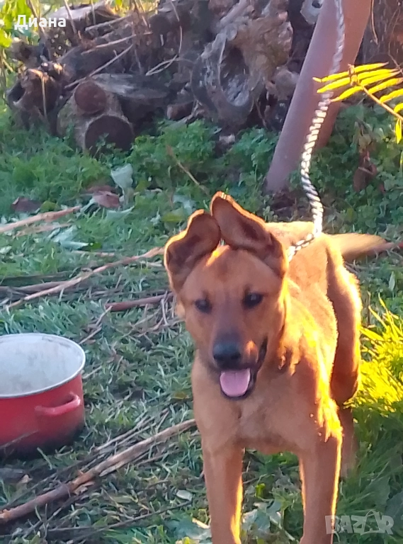 Белогиска овчарка, снимка 1