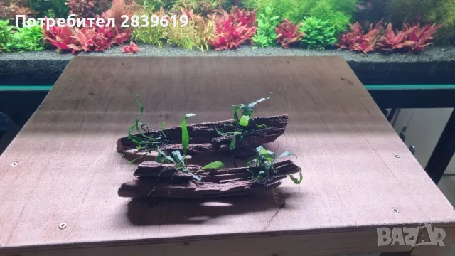 Мангрови корени декорирани с микрозоруми , снимка 3 - Оборудване за аквариуми - 48765436