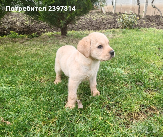 Лабрадор - женско , снимка 7 - Лабрадор ретривър - 53409226