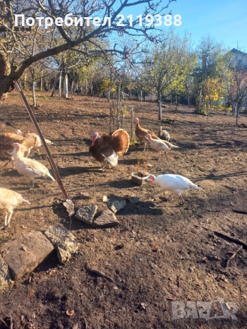 Пуяк, снимка 2 - Кокошки и пуйки - 52422713