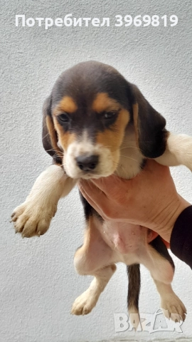 Бигъли , снимка 3 - Бигъл - 50899235