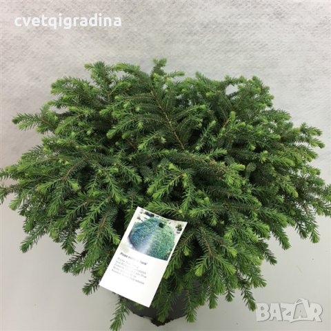 Picea mariana ‘Nana’(Смърч черен), снимка 1