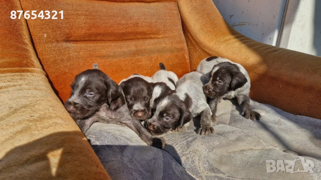 Дратхари, снимка 1