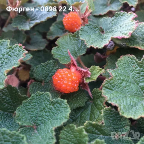 Пълзяща къпина Creeping Bramble, снимка 5 - Разсади - 48346799