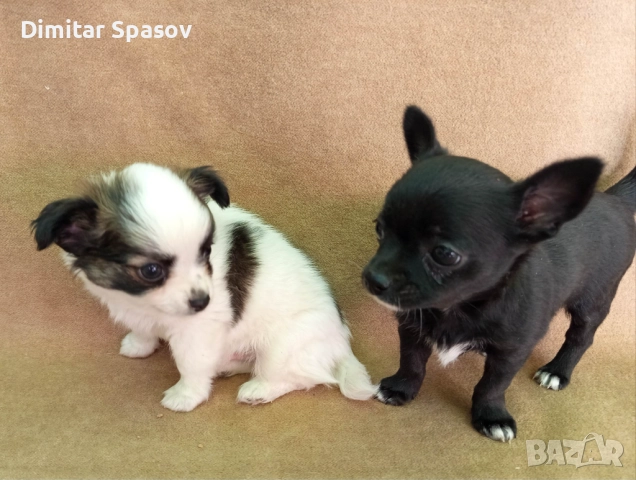 Продавам Кученца Куче Чихуахуа Дългокосместо и Късокосместо, снимка 5 - Чихуахуа - 51767219