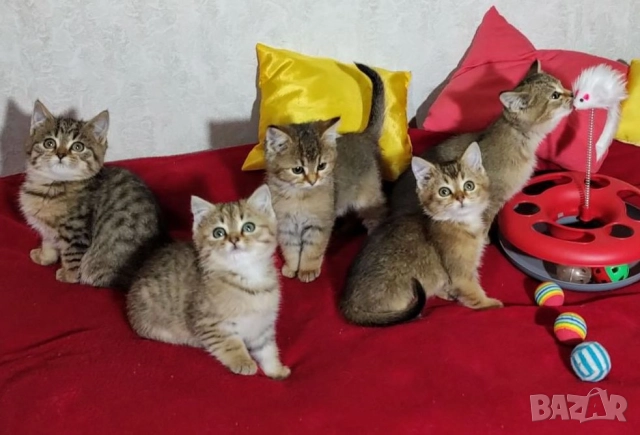 Британско коте, момиче, момче, маркирано, агути, таби, котка, котарак, котенце британче