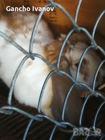 Продавам зайци... 