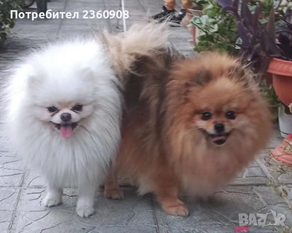 померан, мини померан , снимка 15 - Померан - 52628299