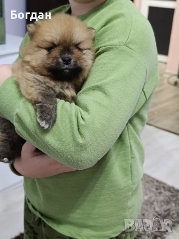 сладки пухкави госпожици , снимка 5 - Померан - 52910178