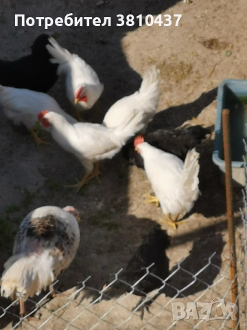 продавам ярки 