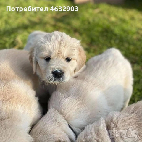 голдън ретривър момче , снимка 5 - Голдън ретривър - 52703386