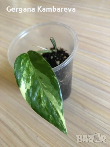 Epipremnum pinnatum Albo Variegata 