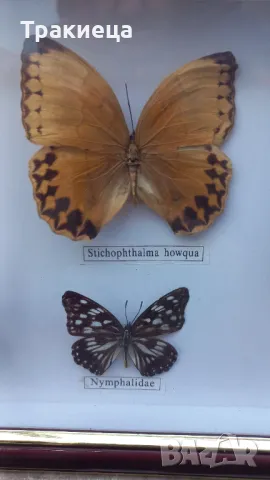 ПРЕПАРИРАНИ ПЕПЕРУДИ В РАМКА КАРТИНА, снимка 7 - Декорация за дома - 48794507