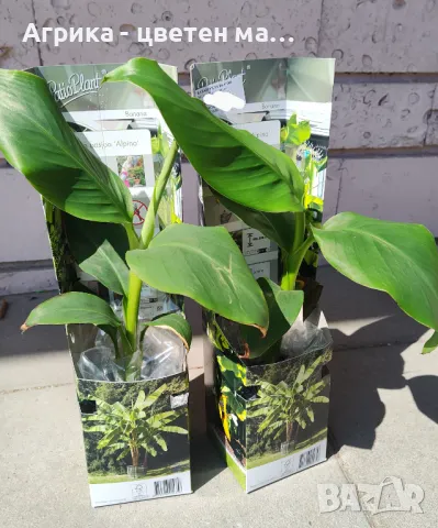 Червена боровинка - разсад от лицензиран разсадник , снимка 5 - Разсади - 49922451