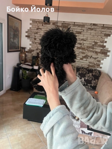 Мини, мини пуделче, снимка 5 - Пудели - 53139483