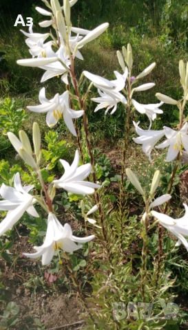 Продавам големи луковици на цветя лилиум за градината, снимка 6 - Сортови семена и луковици - 51555187