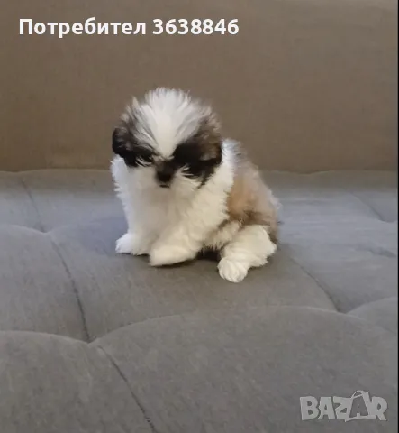 Ши тцу, снимка 2 - Ши Тцу - 50142511