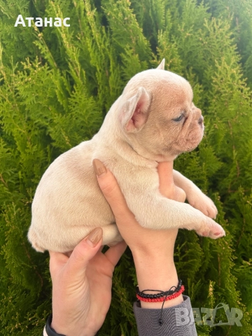 Френски булдог, снимка 4 - Френски булдог - 52548331