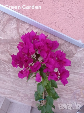 Бугенвилия Лилава , снимка 2 - Градински цветя и растения - 52360010