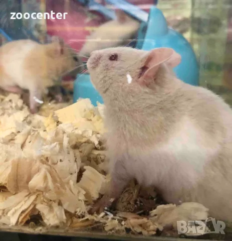 Хамстери, снимка 1