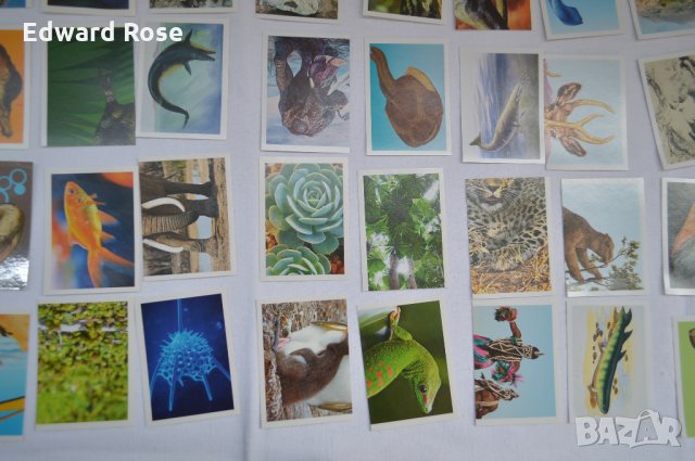 Стикери БИЛА, снимка 6 - Колекции - 27548918