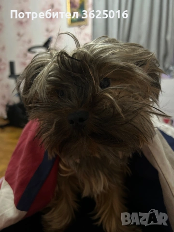 Мъжко Йорки за оплождане, снимка 4 - Йоркширски териер - 53306320