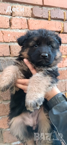 немска овчарка , снимка 2 - Немска овчарка - 53104551