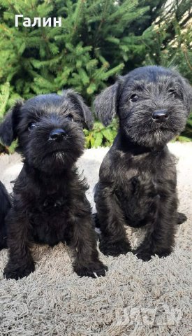 Миниатюрни (цверг) шнауцери с родословие., снимка 2 - Други - 36155958