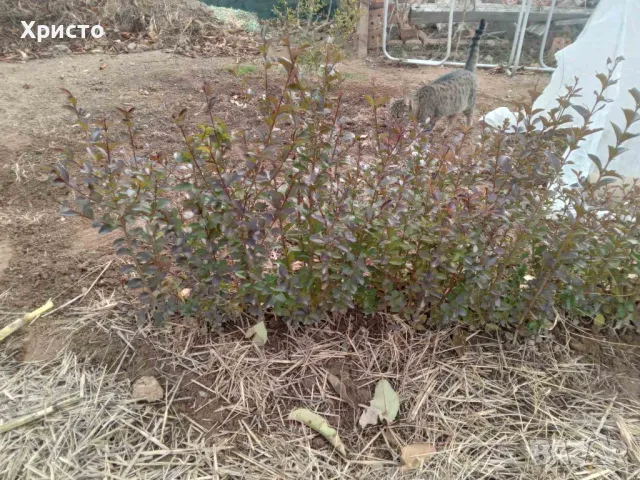 Лигуструм , снимка 5 - Градински цветя и растения - 43788243