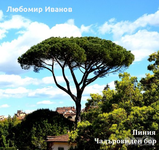 Семена от иглолистни дървета-Секвоя Бор Смърч Кедър Ела Тис Кипарис Туя Криптомерия Гинко, снимка 18 - Сортови семена и луковици - 25642320