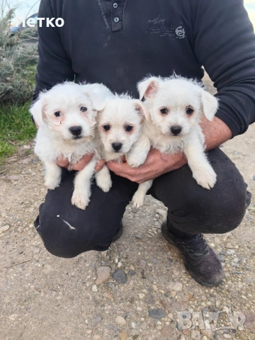 Малтийска болонка , снимка 5 - Болонка - 53060397